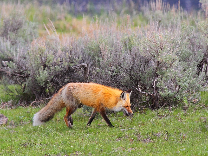 IMG_0379 Red Fox,  Yellowstone National Park