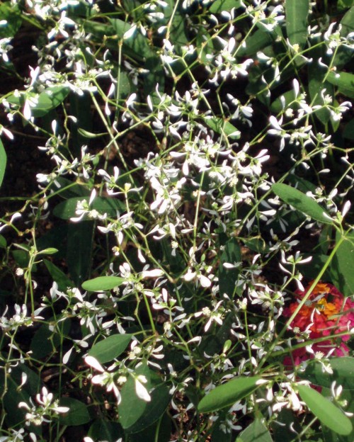Euphorbia leucocephala 14270740099_80bcfc65d0_o