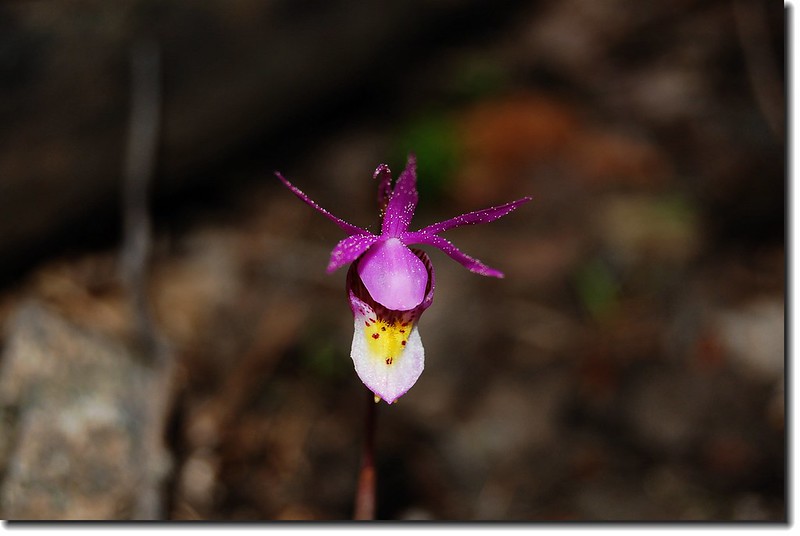 Calypso Orchid(Fairy Slipper) 6