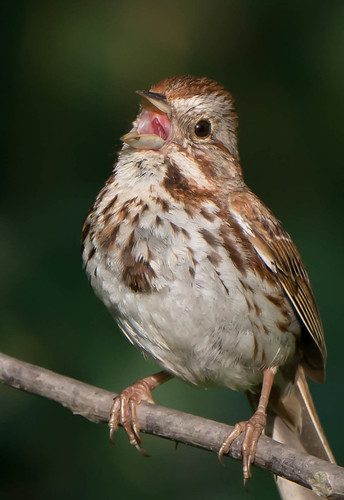 sparrow songsparrow bird singing melospizamelodia pennsylvania unioncounty millmont bonniecoatesott