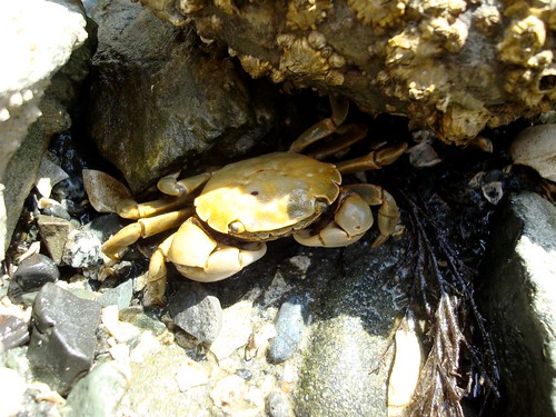 Yellow Shore Crab