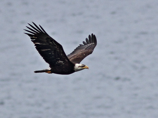 Bald Eagle sub-adult 20140619