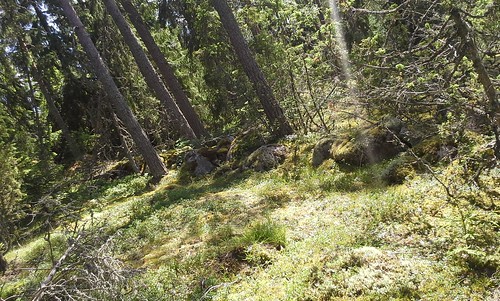 archaeology stone wall forest ancient woods ruins hill medieval structure pile fortification remains pagan ironage hillfort sacredplacesoffinland