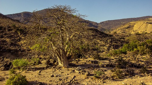 dosvěta omán baobab oman10 strom om