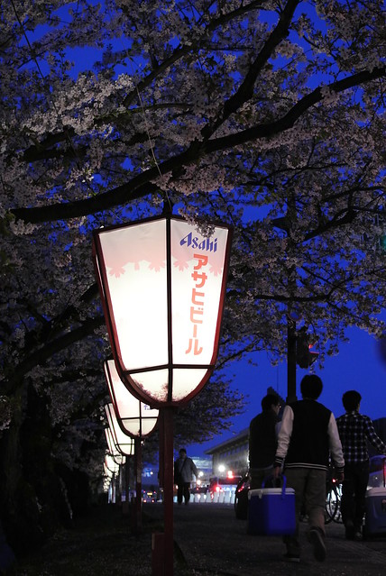弘前さくらまつり festival of cherry blossoms at Hirosaki 2014年4月29日