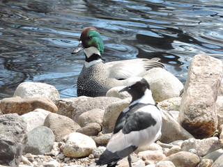Falcated Duck and Blacksmith Plover