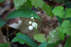 Lily of the valley - Photo of Theneuille