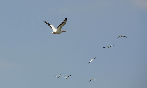 birds mexico aves americanwhitepelican pelecanuserythrorhynchos presadelavega pelicanoblancoamericano