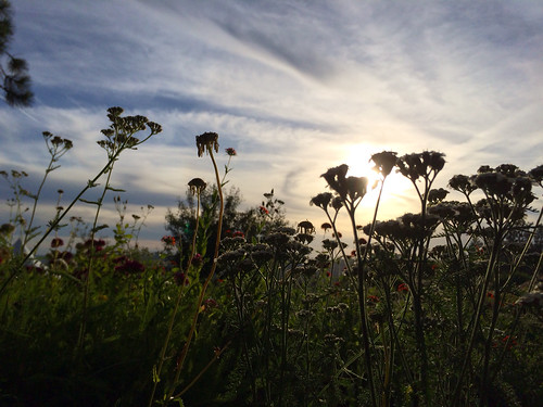 flowers light sunset sky landscape beautifuloutdoors