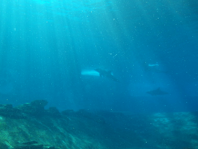 S.E.A. Aquarium Sentosa