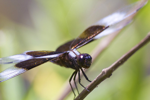 macro dragonfly arkansas widowskimmer libellaluctuosa ozarkacres