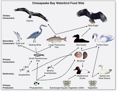 Chesapeake_Waterbird_Food_Web