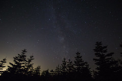 Milkyway and Firs