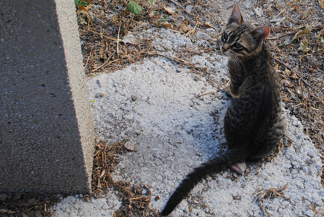 Another Athens Kitten