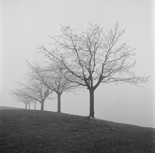landscape trees mist fog winter blackandwhite bw