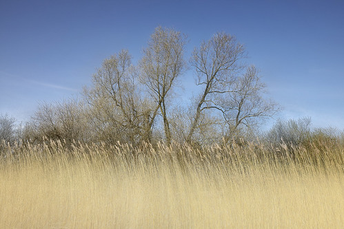 twiskepolder lake trees blue sky reed color viewpoint landscape dutchlandscape spring recreation softlight