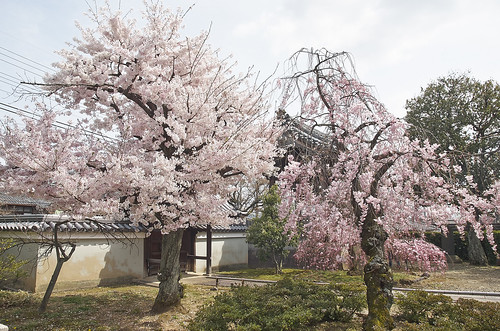 【写真】2014 桜 : 上品蓮台寺/2021-02-27/IMGP5638