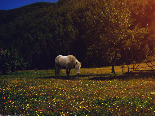 light horse tree luz field composition photoshop caballo arboles campo marcosanmartin