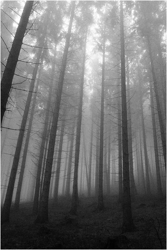 Thüringer Wald