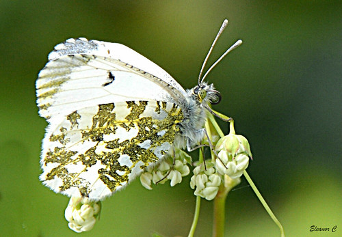uk london female butterfly hendon orangetipbutterfly welshharp may2014 nikond7100