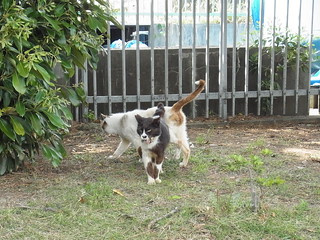 白黒猫さんとブチネコさん