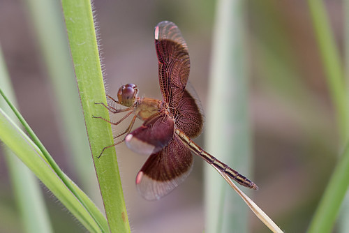 birds dragonfly australia queensland