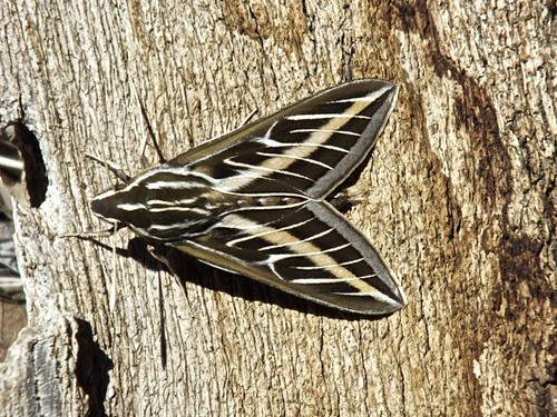 White-lined Sphinx, Aguirre Springs