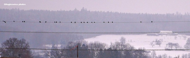 Birds on a line