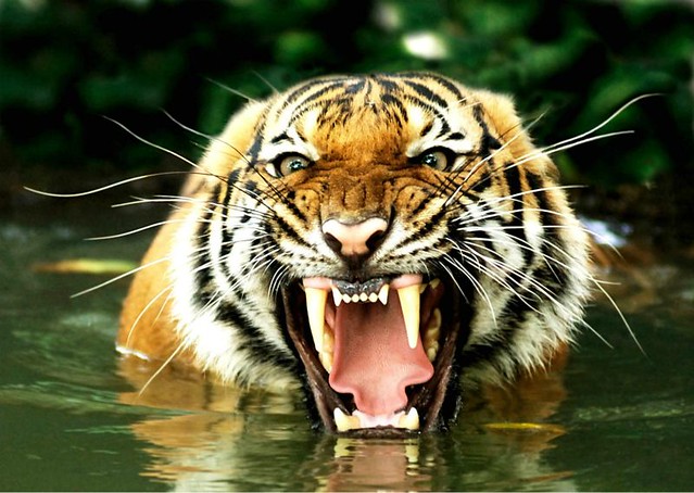 1_tigre de bengala diarioecologia.jpg