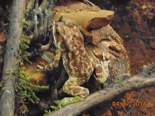 Amboli toad / Yellow striped toad