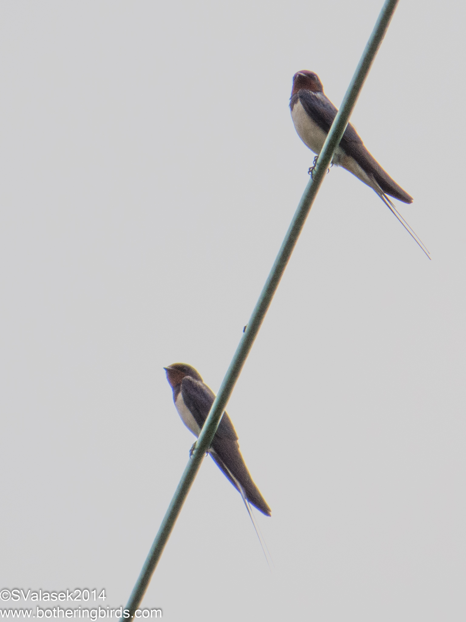 Barn Swallows