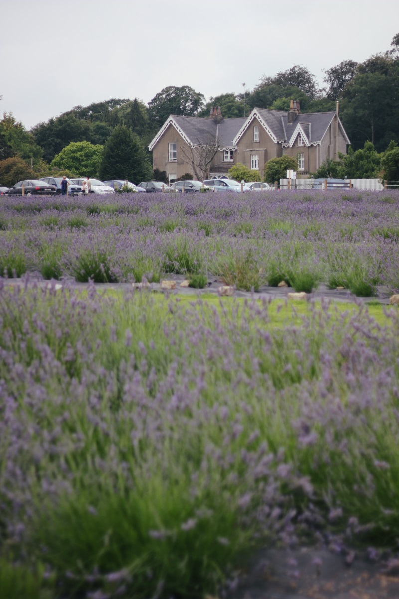 wexford lavender farm
