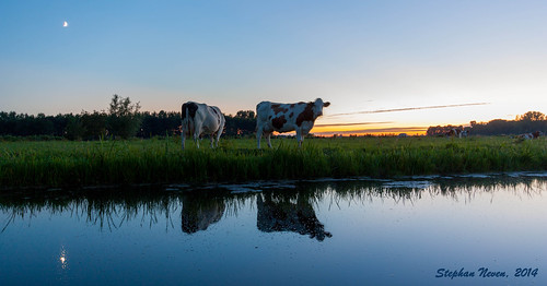 blue sunset moon holland reflection water netherlands field cow darkness nederland meadow weiland koeien sloot krimpenerwaard schoonhoven