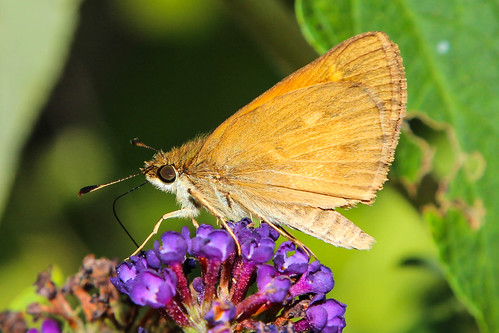 nature butterfly skipper