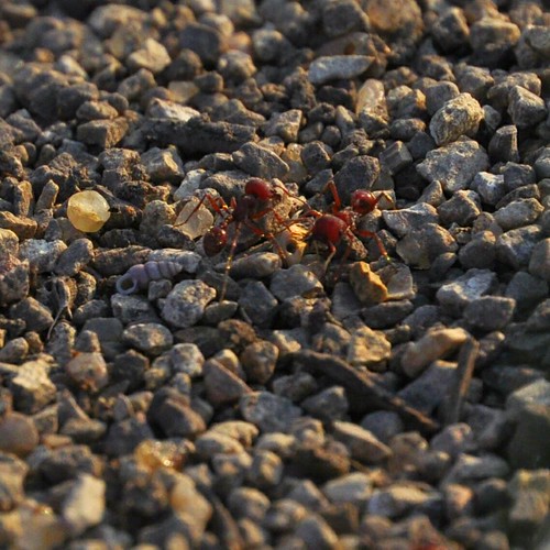 ants anthill
