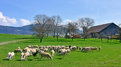 puidoux vaud suisse paysages campagne animalières troupeau moutons ovins ferme