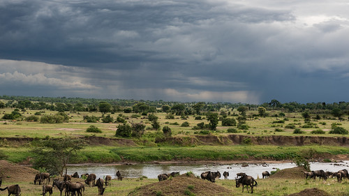 gnu mara serengeti tanzania tanzania2016