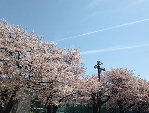 cherry blossoms1