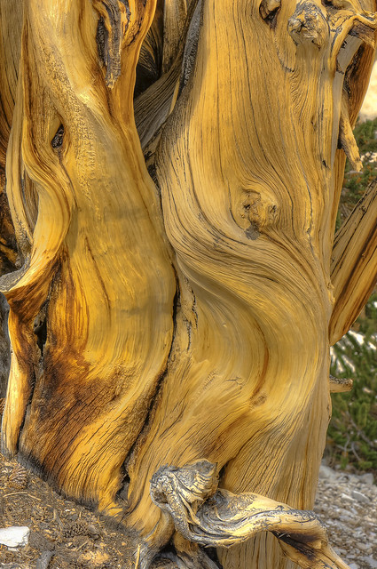 Bristlecone Pine Tree, California