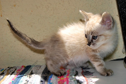 Vito, gatito siamés tabby point tímido y bueno, nacido en Abril´14, necesita hogar. Valencia. ADOPTADO. 14218154961_9ed31bb6e6