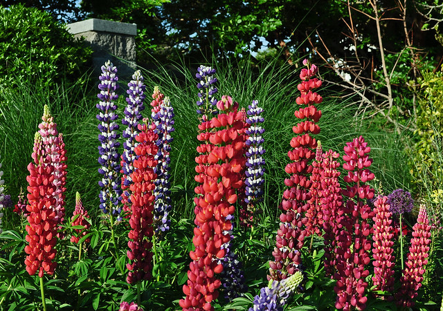 Lupinus 'Band of Nobles' (3)