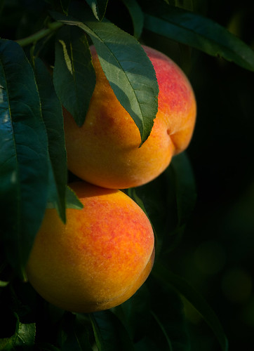 trees fruit peaches agriculture orchards sacramentovalley sacramentovalleypeaches