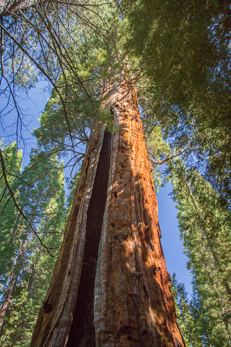 boole tree giant sequoia national forest monument visalia california usa landscape nature photography canon 5dmarkiii photo copyright september 2013 jeff sullivan caliparks seki monumentsforall