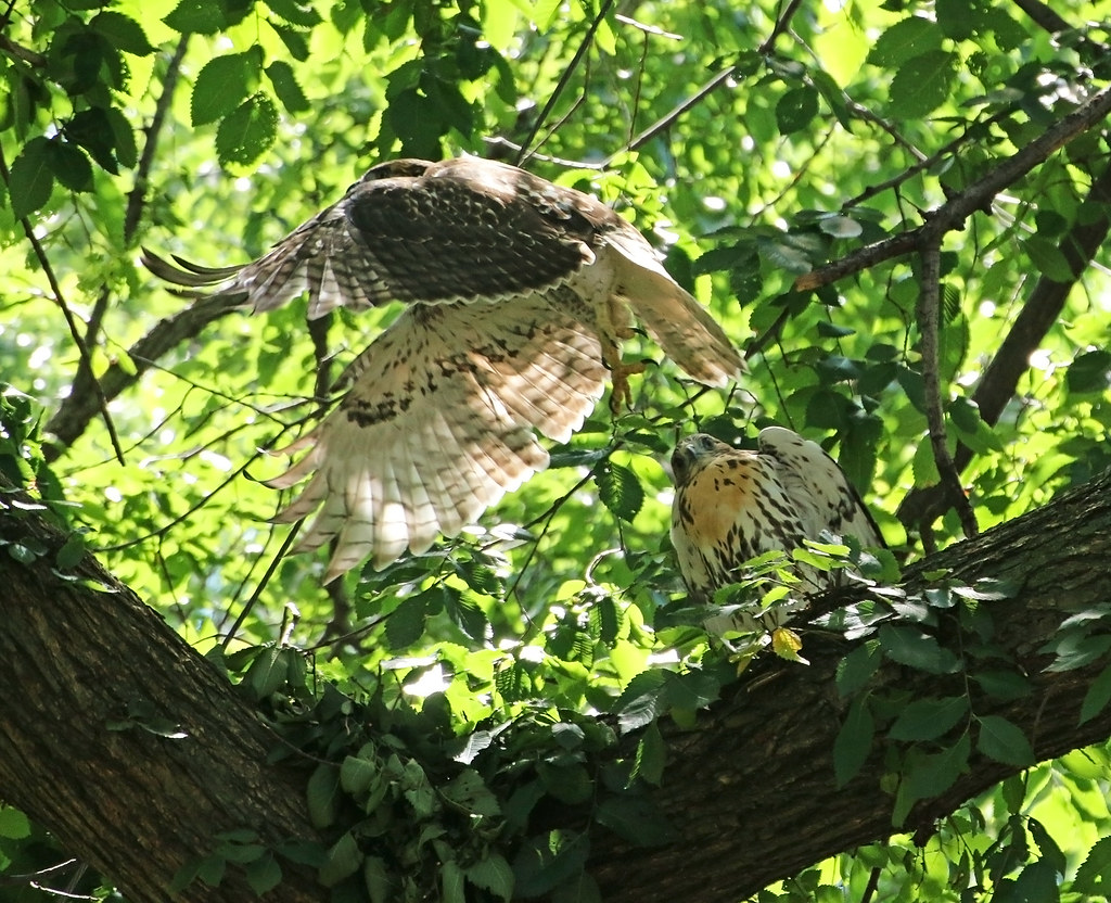 Red tail fledglings