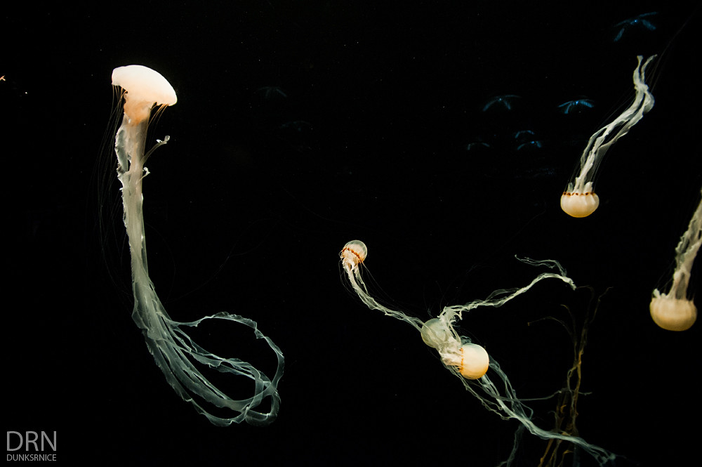 Monterey Bay Aquarium - 2014