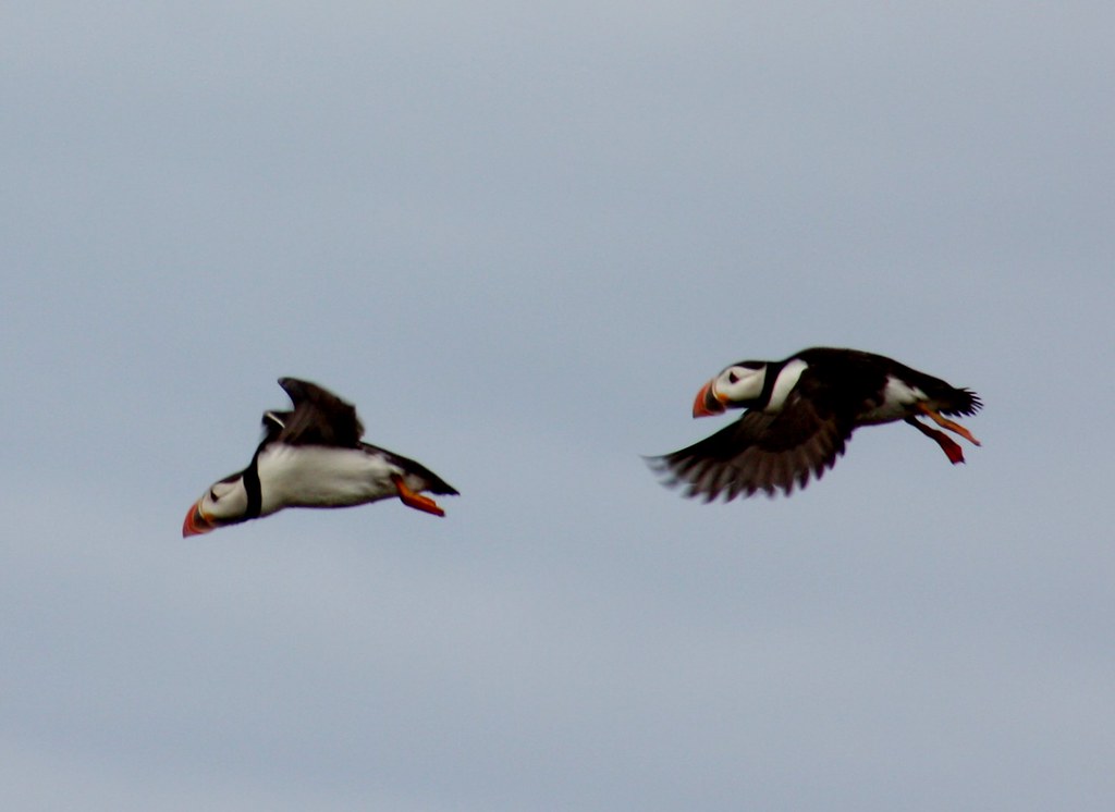 Isle of May puffins in flight