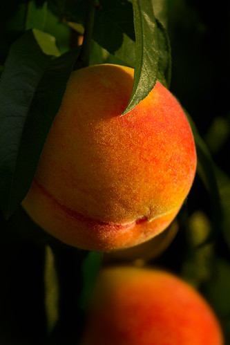trees fruit peaches crops agriculture orchards sacramentovalley
