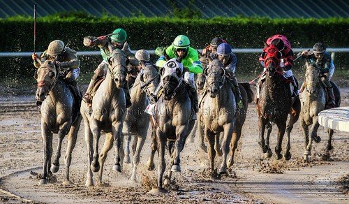 horses racetrack florida horseracing gulfstreampark hallandale solicitation actionphotography joropo horsesinaction mariohoubenphotography saravastar bersalufarminc