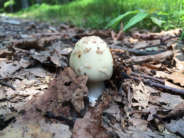 Emerging mushroom, Morven Park