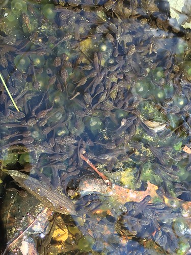 f16woo06 bedfordcnhi bedfordcounty sgl173 vernalpools woodfrog lithobatessylvatica ranasylvatica tadpoles amphibian spring